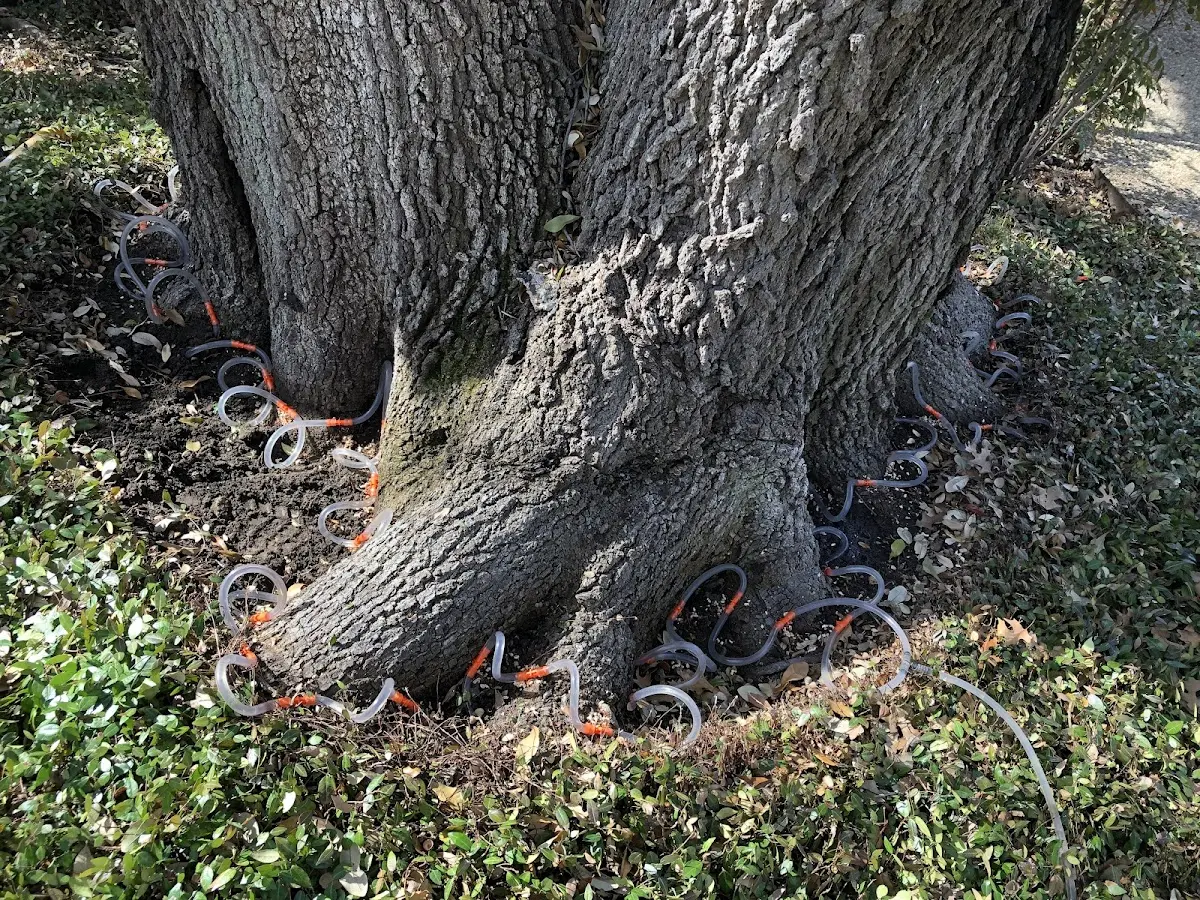 Detailed Tree Cabling and Bracing job site in Bull Shoals