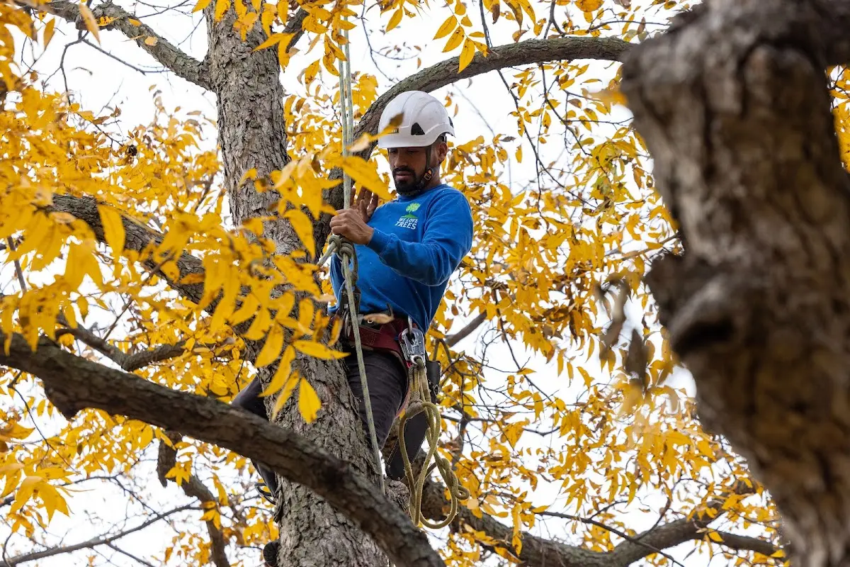 Skilled Tree Pruning crew working in Bull Shoals