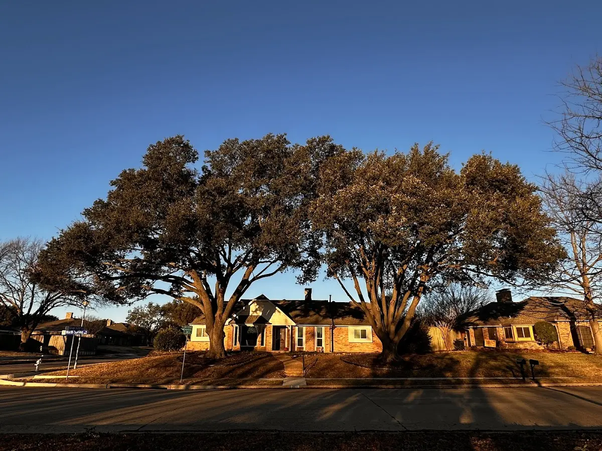 Established residential canopy tree shading a home in Bull Shoals
